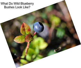 What Do Wild Blueberry Bushes Look Like?