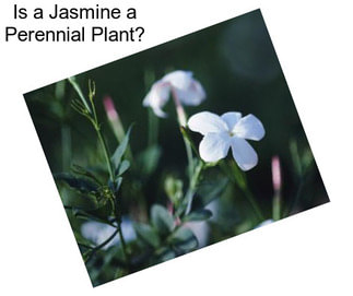 Is a Jasmine a Perennial Plant?