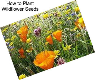 How to Plant Wildflower Seeds