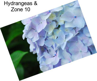 Hydrangeas & Zone 10