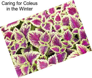 Caring for Coleus in the Winter