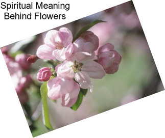 Spiritual Meaning Behind Flowers