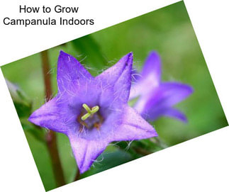 How to Grow Campanula Indoors