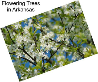 Flowering Trees in Arkansas
