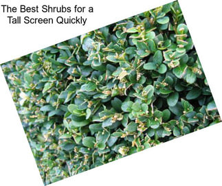 The Best Shrubs for a Tall Screen Quickly