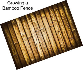 Growing a Bamboo Fence