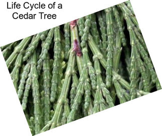 Life Cycle of a Cedar Tree