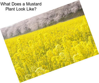 What Does a Mustard Plant Look Like?