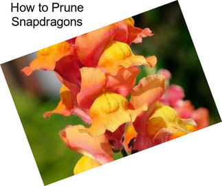 How to Prune Snapdragons