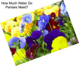 How Much Water Do Pansies Need?