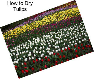 How to Dry Tulips
