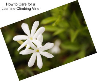 How to Care for a Jasmine Climbing Vine