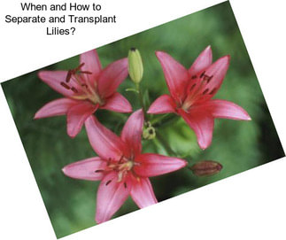 When and How to Separate and Transplant Lilies?