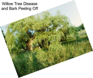 Willow Tree Disease and Bark Peeling Off