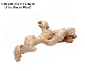 Can You Use the Leaves of the Ginger Plant?