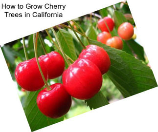 How to Grow Cherry Trees in California