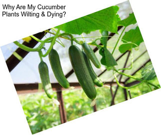 Why Are My Cucumber Plants Wilting & Dying?