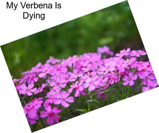 My Verbena Is Dying