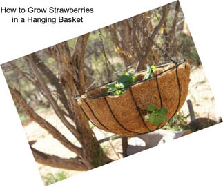 How to Grow Strawberries in a Hanging Basket