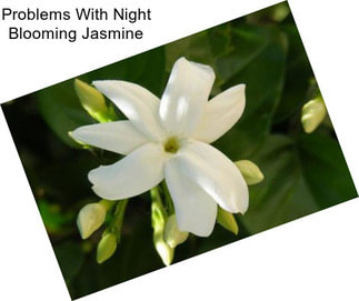 Problems With Night Blooming Jasmine