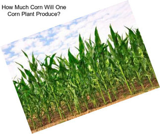 How Much Corn Will One Corn Plant Produce?