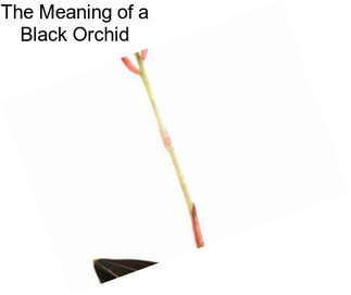 The Meaning of a Black Orchid