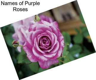 Names of Purple Roses