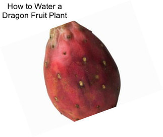 How to Water a Dragon Fruit Plant