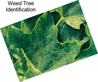 Weed Tree Identification