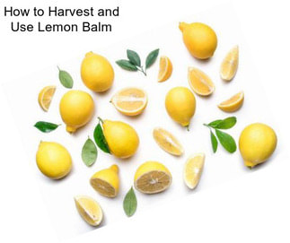 How to Harvest and Use Lemon Balm