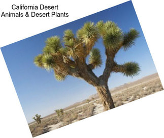 California Desert Animals & Desert Plants