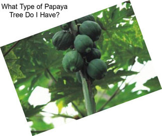 What Type of Papaya Tree Do I Have?