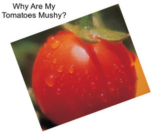 Why Are My Tomatoes Mushy?