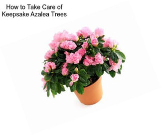 How to Take Care of Keepsake Azalea Trees