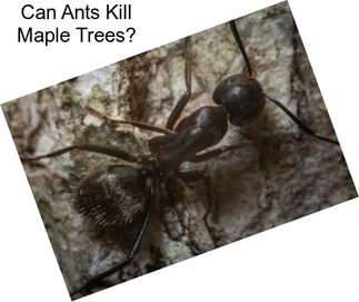Can Ants Kill Maple Trees?