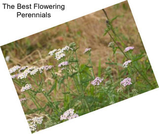 The Best Flowering Perennials