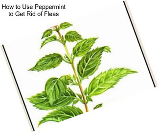 How to Use Peppermint to Get Rid of Fleas