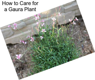 How to Care for a Gaura Plant