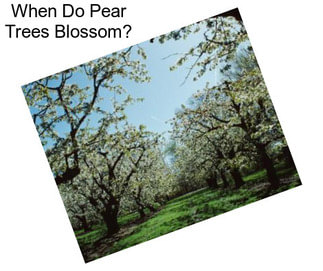 When Do Pear Trees Blossom?