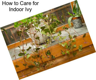 How to Care for Indoor Ivy