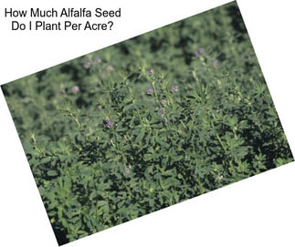 How Much Alfalfa Seed Do I Plant Per Acre?