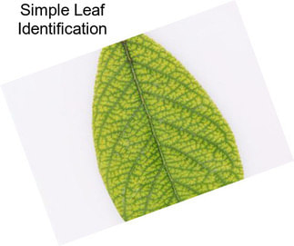 Simple Leaf Identification