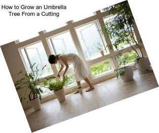 How to Grow an Umbrella Tree From a Cutting