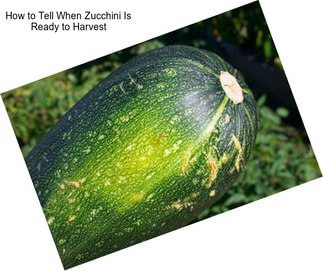 How to Tell When Zucchini Is Ready to Harvest
