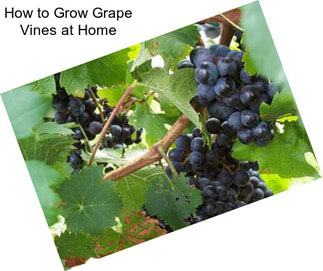 How to Grow Grape Vines at Home