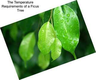 The Temperature Requirements of a Ficus Tree