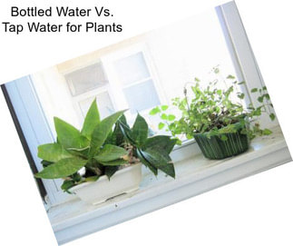 Bottled Water Vs. Tap Water for Plants