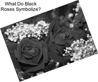 What Do Black Roses Symbolize?