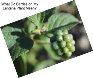 What Do Berries on My Lantana Plant Mean?