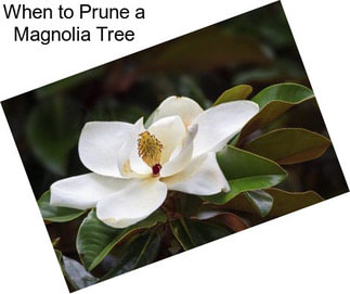 When to Prune a Magnolia Tree